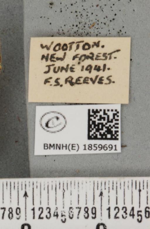 Pseudopanthera macularia (Linnaeus, 1758) - BMNHE_1859691_label_429987