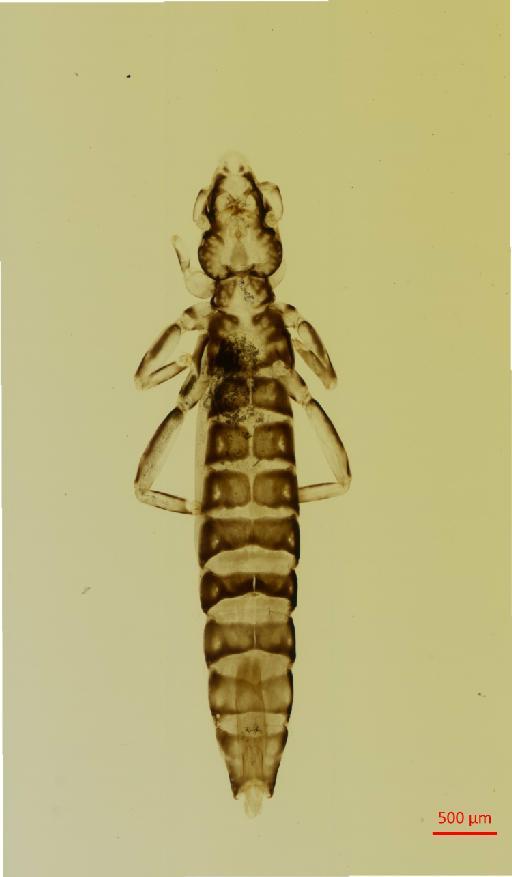 Ardeicola ciconiae Linnaeus, 1758 - 010667809__2017_07_28-Scene-1-ScanRegion0