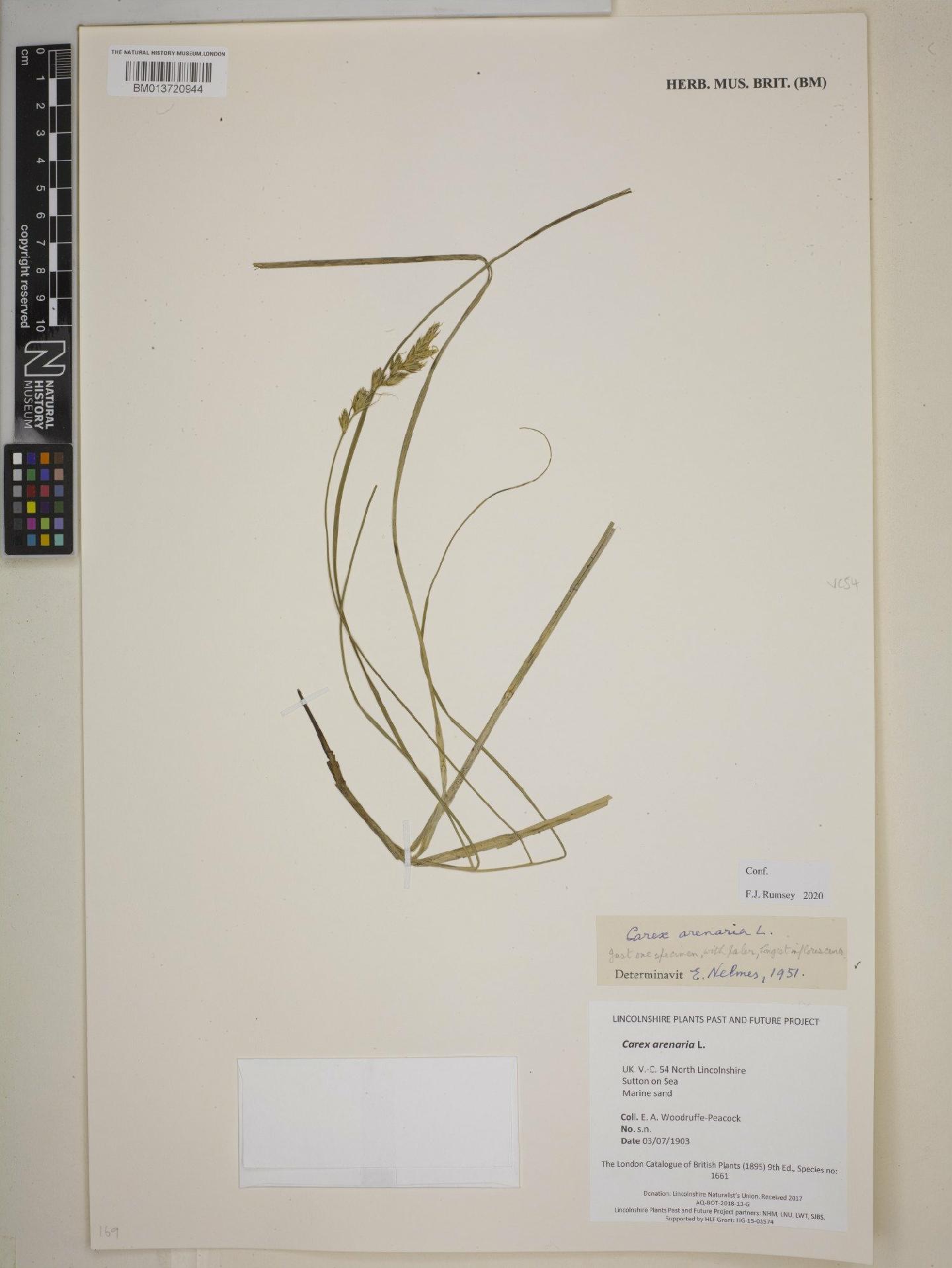 To NHMUK collection (Carex arenaria L.; NHMUK:ecatalogue:9094262)