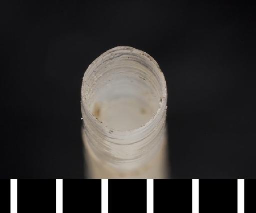 Dentalium (Episiphon) sewelli Ludbrook, 1954 - 1952.3.25.125_c
