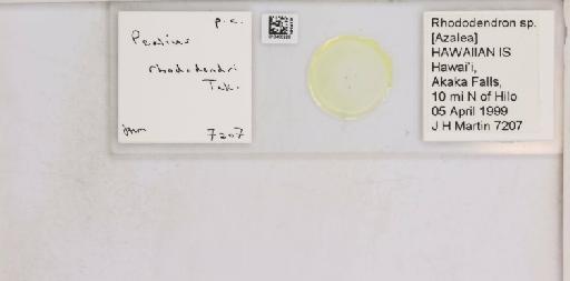 Pealius rhododendrae Takahashi, 1935 - 013488228_117725_1092324_157842_NonType