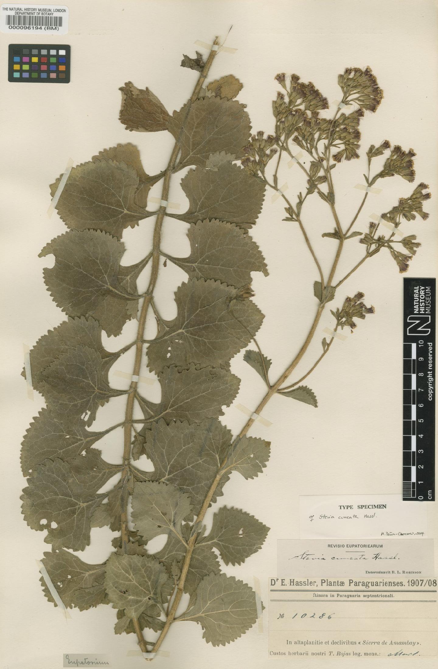 To NHMUK collection (Stevia cuneata Hassl.; Type; NHMUK:ecatalogue:4567284)