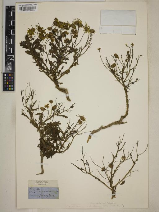 Argyranthemum maderense (D.Don) Humphries - 000083942