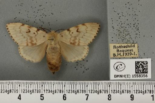 Lymantria dispar ab. burdigalensis Gaschet, 1875 - BMNHE_1558356_252669