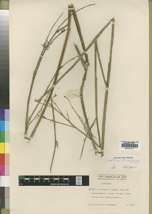 Crotalaria pterospartoides Torre - BM000843415