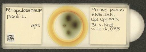 Rhopalosiphum padi Linnaeus, 1758 - 010105939_112777_1095923