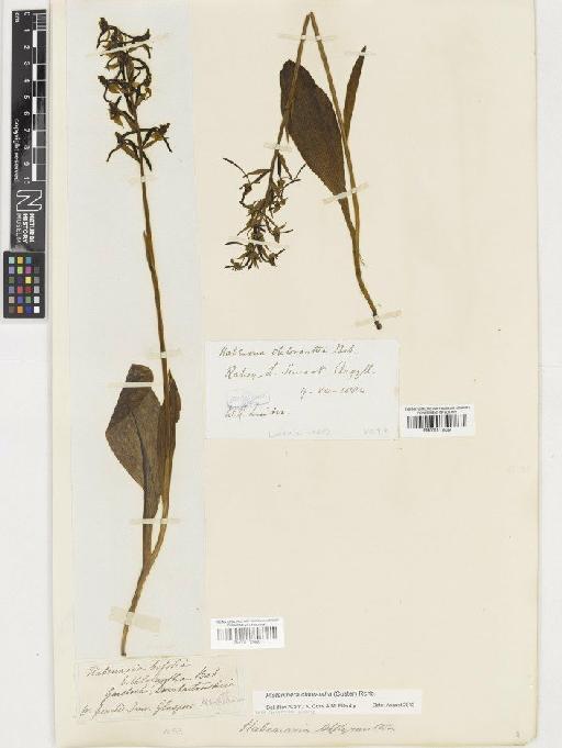 Platanthera chlorantha (Custer) Rchb. - BM001117940