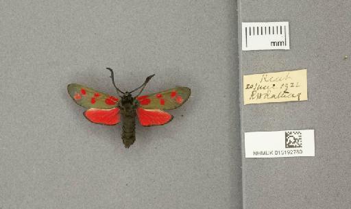 Zygaena (Zygaena) filipendulae stephensi Dupont, 1900 - 015192780_775459_1085133