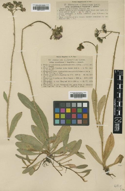 Hieracium aurantiacum f. normale Nägeli & Peter - BM001047927