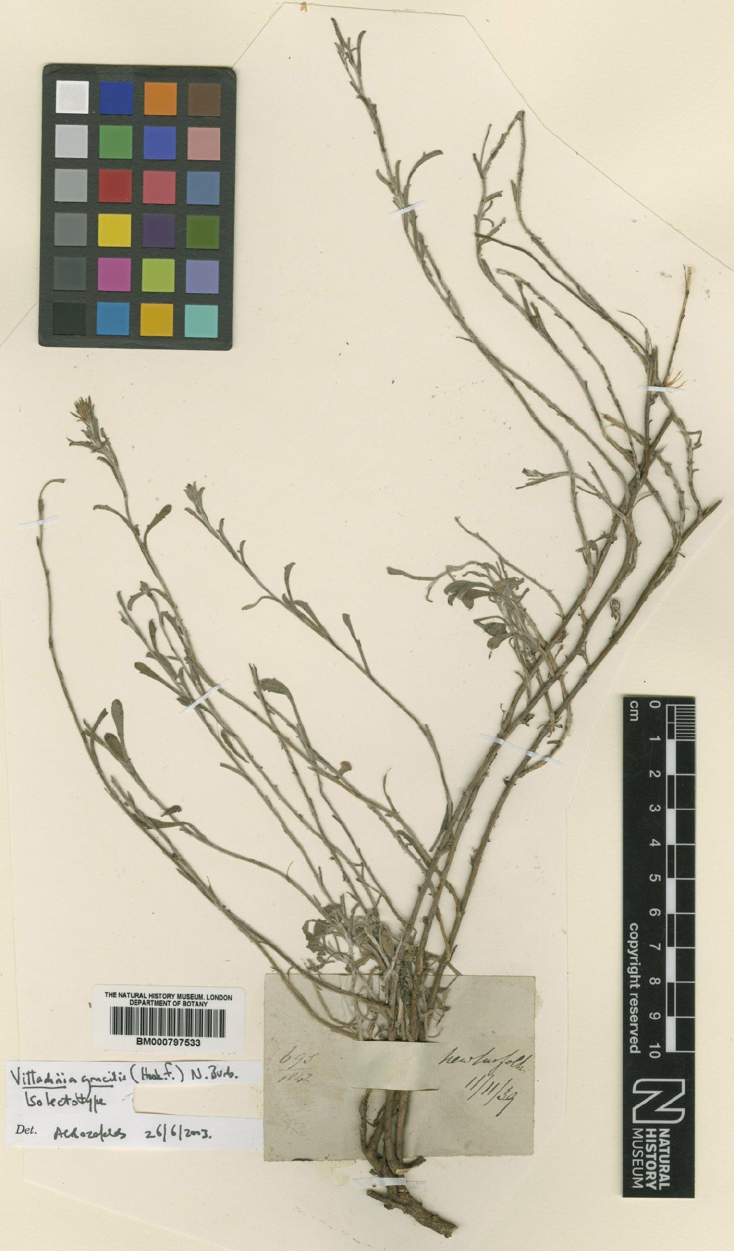 To NHMUK collection (Vittadinia gracilis (Hook.f.) Burb; Isolectotype; NHMUK:ecatalogue:4990227)
