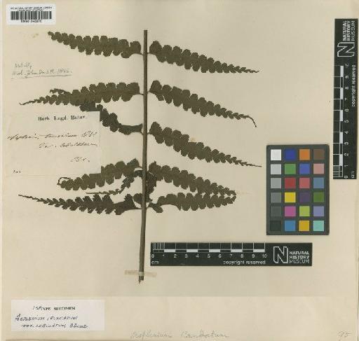 Asplenium caudatum G.Forst. - BM001045276