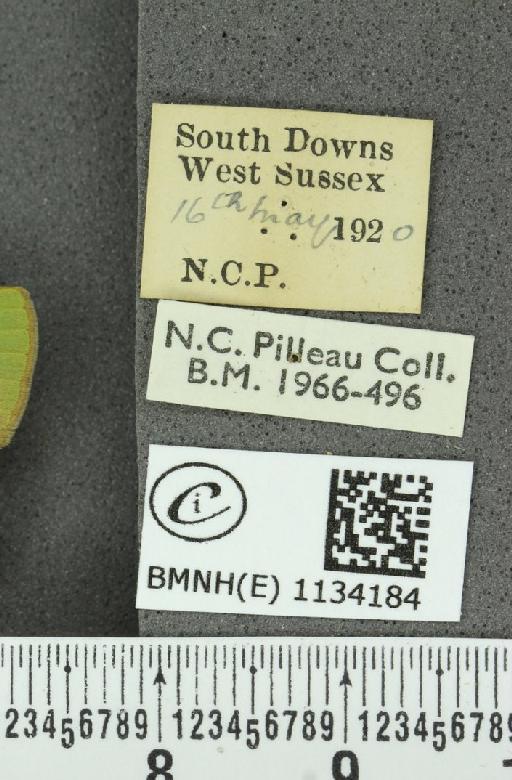 Callophrys rubi rubi (Linnaeus, 1758) - BMNHE_1134184_label_97868