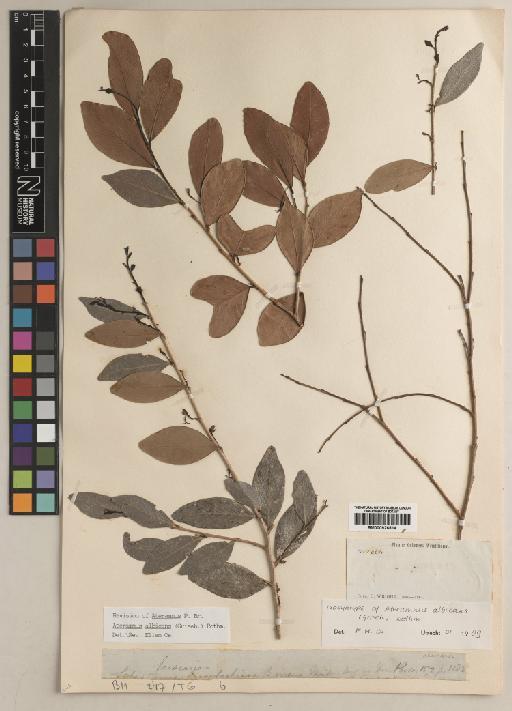Gymnanthes albicans (Griseb.) Urb. - BM000926814