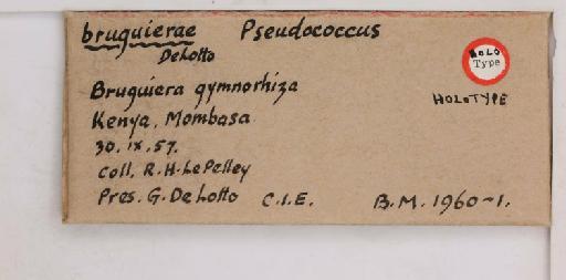Paracoccus bruguierae De Lotto, 1961 - 010715189_additional