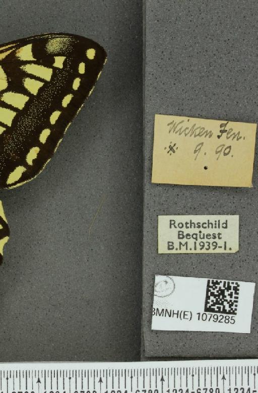 Papilio machaon britannicus ab. conclusa Uffeln, 1923 - BMNHE_1079285_label_64178