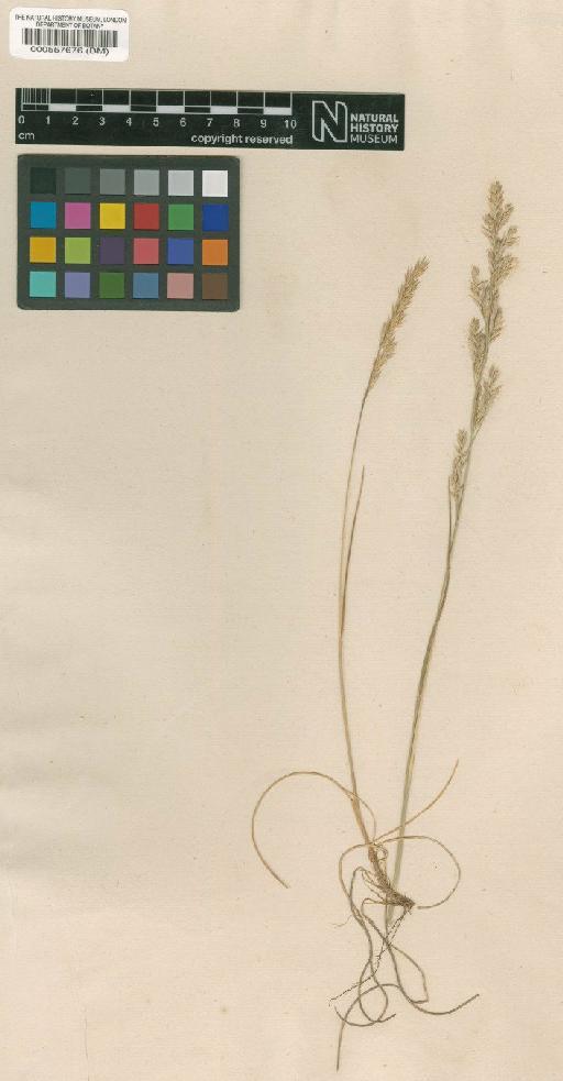 Bromus indet. - BM000557676