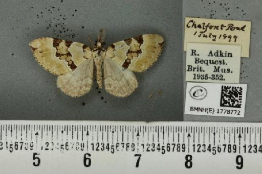 Colostygia pectinataria ab. approximata Lempke, 1949 - BMNHE_1778772_354399