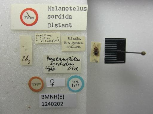 Melanotelus sordidus Distant, 1918 - Melanotelus sordida-BMNH(E)1240202-Syntype female dorsal & labels