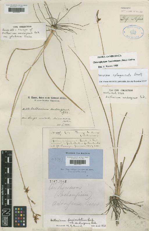 Chlorophytum sphagnicola Meerts - BM001209884