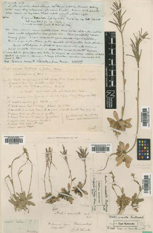 Arabis corymbiflora Vest - BM000750554