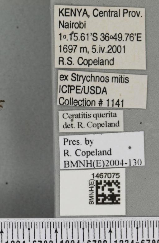 Trirhithrum queritum Munro, 1937 - BMNHE_1467075_label_43192