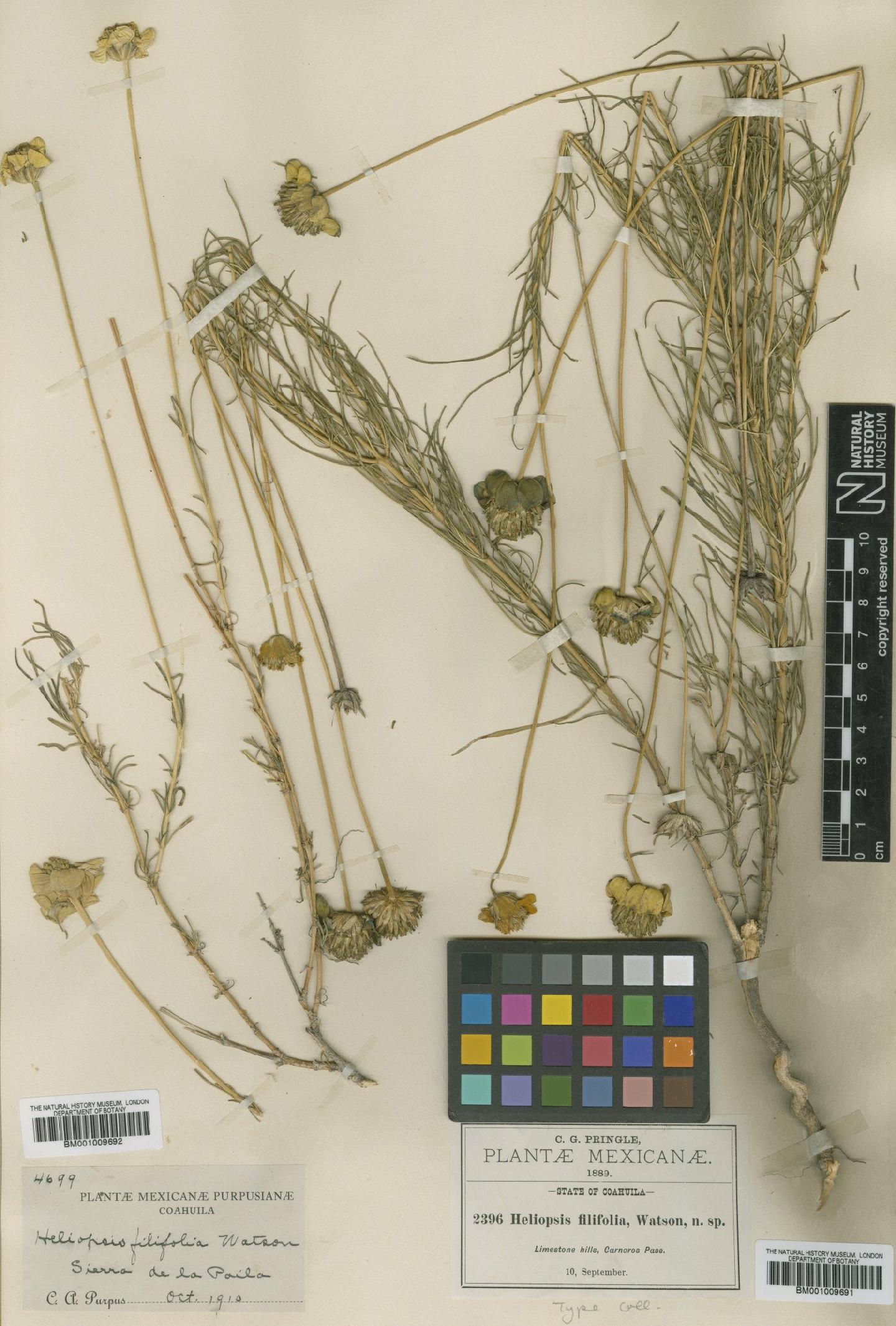To NHMUK collection (Heliopsis filifolia S.Watson; TYPE; NHMUK:ecatalogue:619835)