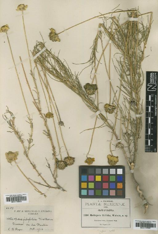 Heliopsis filifolia S.Watson - BM001009692