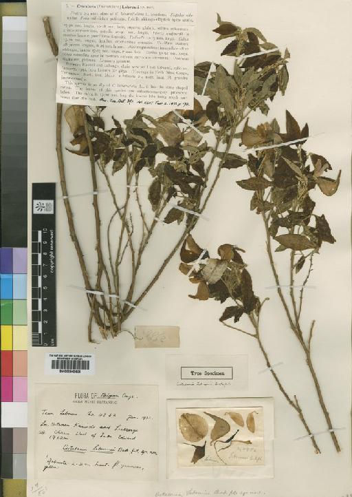 Crotalaria lebrunii Baker f. - BM000843608
