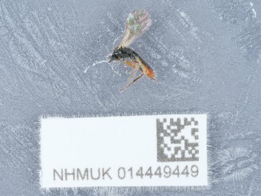 Stilbops vetulus (Gravenhorst, 1829) - 014449449_1