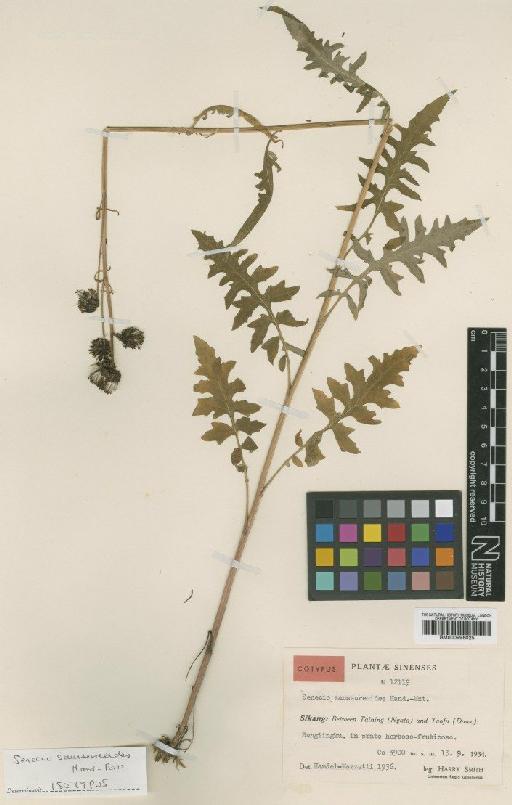 Senecio saussureoides -Mazz - BM000996025