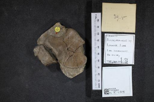 Ichthyosaurus De la Beche & Conybeare, 1821 - 010020264_L010040134_(2)