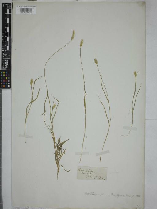 Setaria glauca (L.) P.Beauv. - 012548978