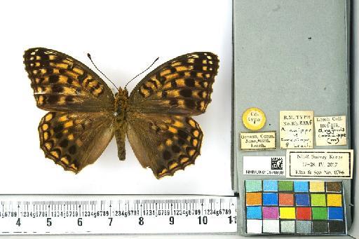 Fabriciana niobe niobe (Linnaeus, 1758) - NHMUK010576939_Argynnis_niobe_(Linnaeus)_Cotype_dorsal