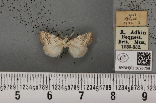 Nola aerugula (Hübner, 1793) - BMNHE_1696758_292905