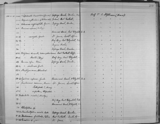 Lumbrinereis coccinea (Renier, 1804) - Zoology Accessions Register: Annelida & Echinoderms: 1924 - 1936: page 299