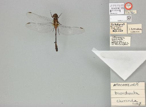 Atoconeura chirinda Longfield, 1953 - 011249544_dorsal