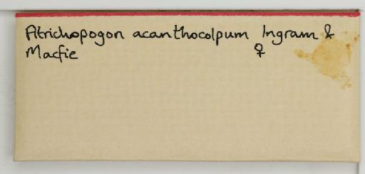 Atrichopogon acanthocolpus Ingram & Macfie, 1922 - 014785853_additional