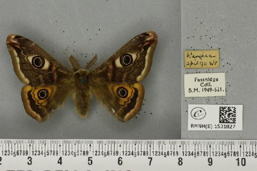 Saturnia pavonia (Linnaeus, 1758) - BMNHE_1531827_203975