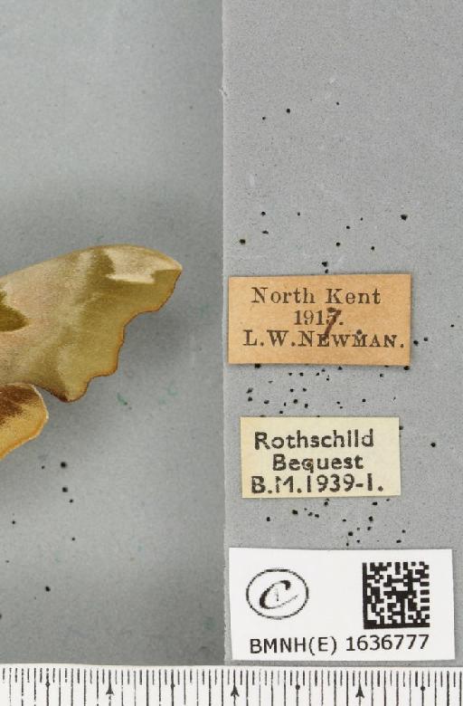 Mimas tiliae ab. virescens Jordan, 1911 - BMNHE_1636777_label_205088