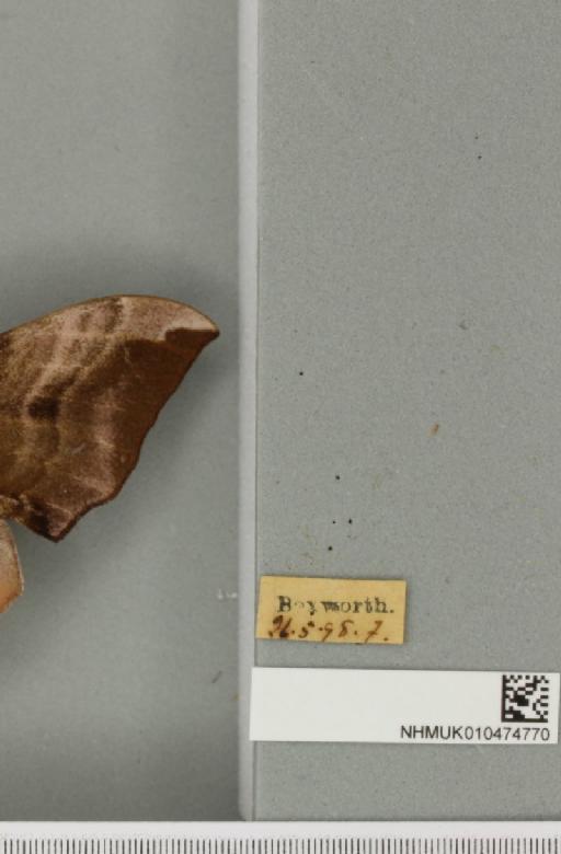 Smerinthus ocellata ocellata (Linnaeus, 1758) - NHMUK_010474770_label_525070