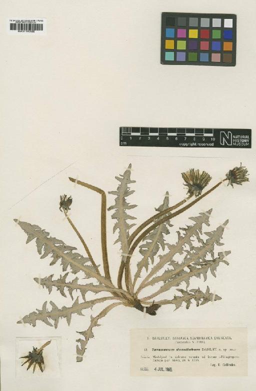 Taraxacum densilobum Dahlst - BM001043555