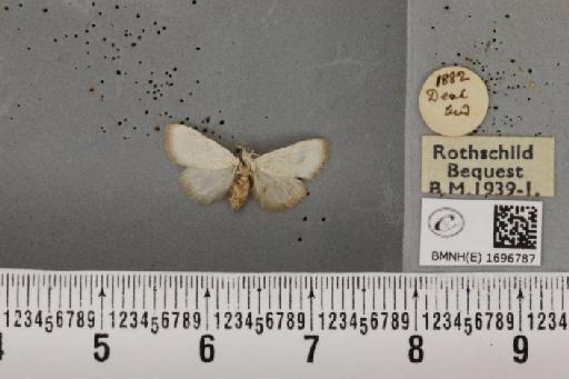 Nola aerugula ab. alfkeni Warnecke, 1938 - BMNHE_1696787_293110