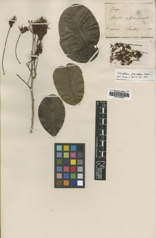 Pithecellobium filamentosum Benth. - BM000952427