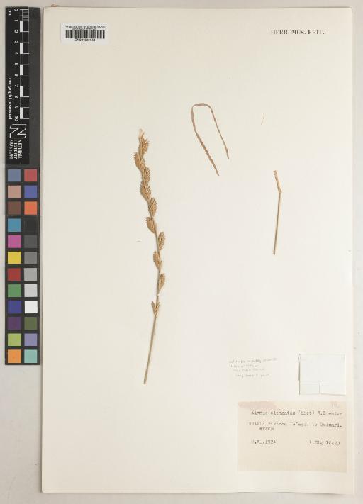 Elymus elongatus (Host) Runem. - BM001030154