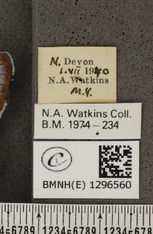 Maculinea arion eutyphron (Fruhstorfer, 1915) - BMNHE_1296560_label_133881