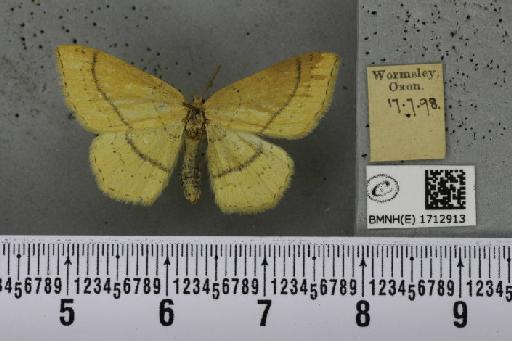 Cyclophora linearia (Hübner, 1799) - BMNHE_1712913_276804