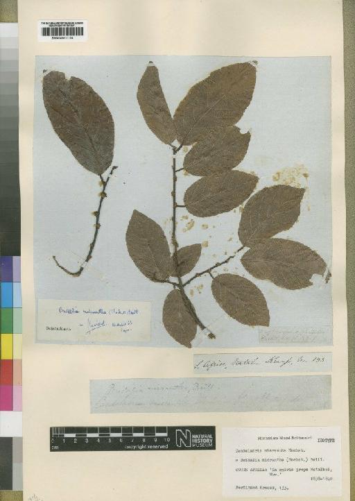 Bridelia micrantha (Hochst) Baill - BM000911110