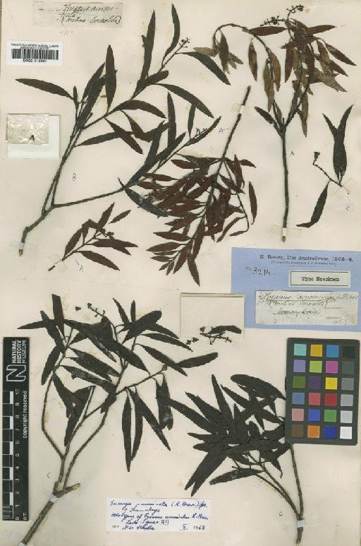 Eucarya acuminata (R.Br.) Sprague & Summerh. - BM001015661