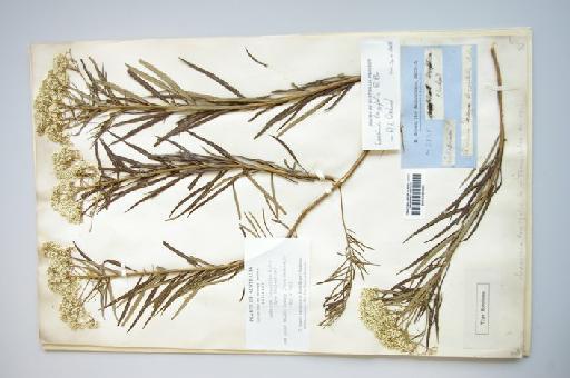 Cassinia longifolia R.Br. - IMGP7250