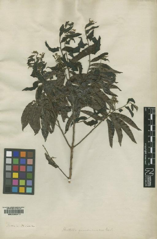 Hirtella triandra subsp. triandra - BM000602417